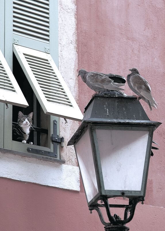 篮球赛事票务管理系统设计与应用,篮球赛事的票在哪里买