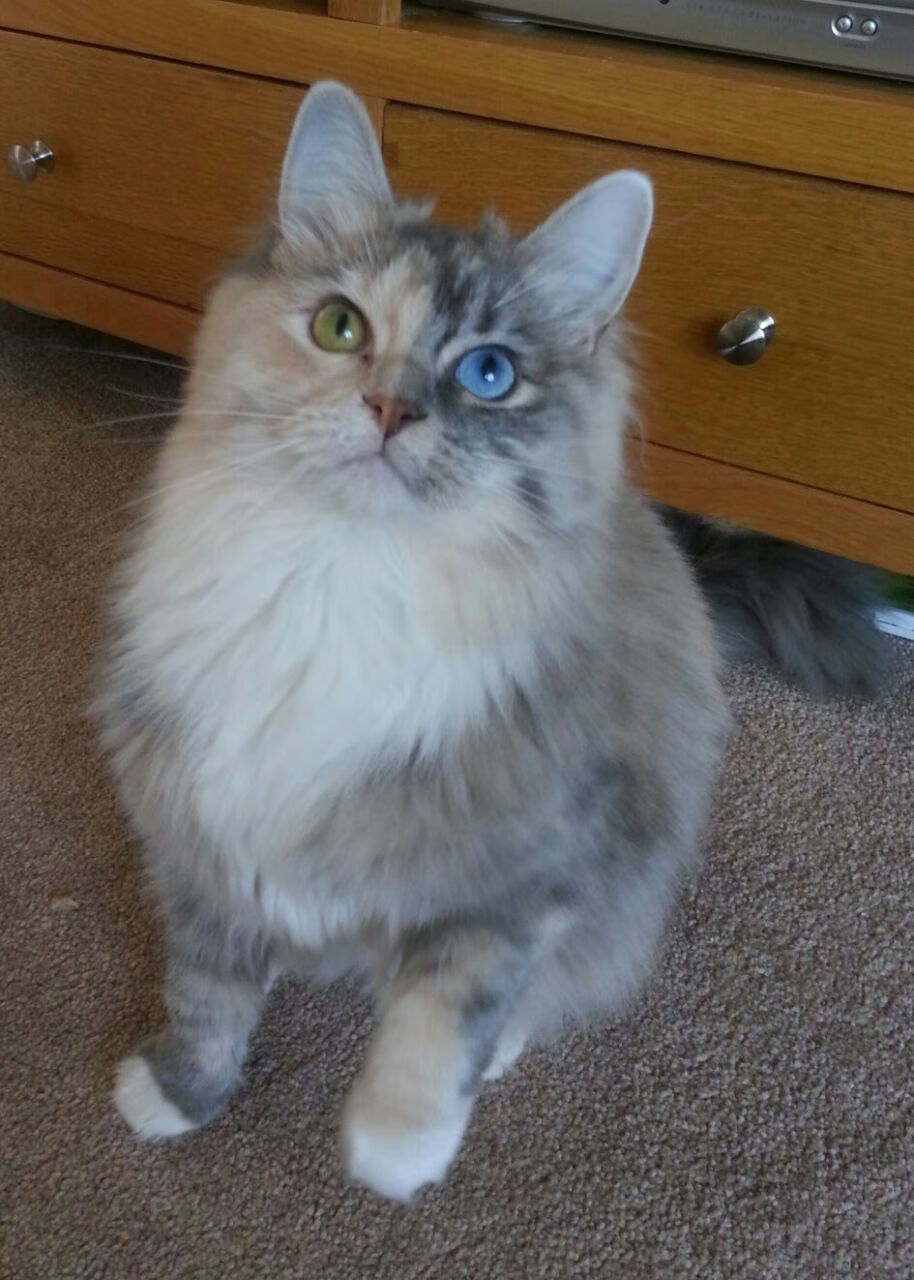 篮球运动员比赛数据采集系统开发与应用,篮球运动员数据分析