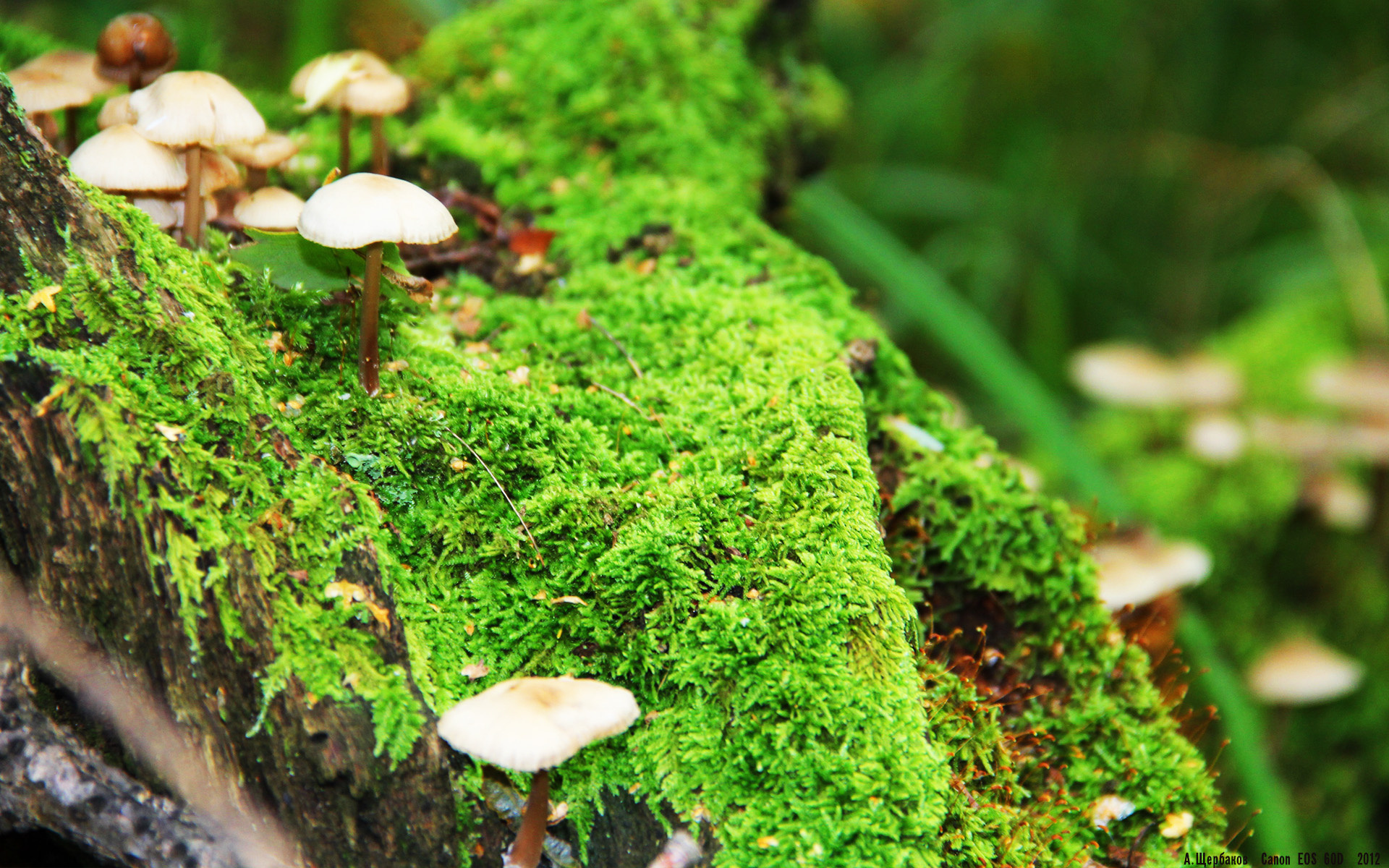 Chinese Taipei精彩表现:2024年国际乒联混合团体世界杯,2020国际乒联团体世界杯