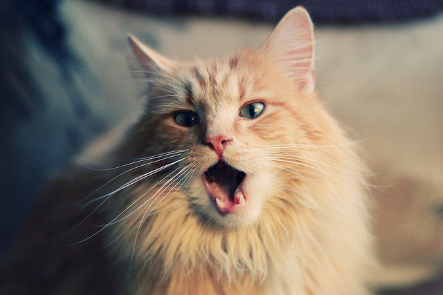 “跑步+亲情!牛仔3K亲子跑在香港温馨启程”