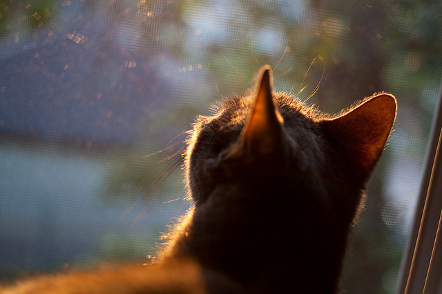 体育新闻中心推进体育智库体系建设,体育专题报道