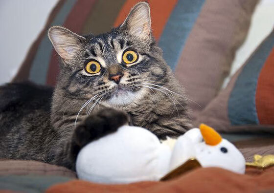 后卫线竞争激烈谁能成为国家队新大脑,后卫什么