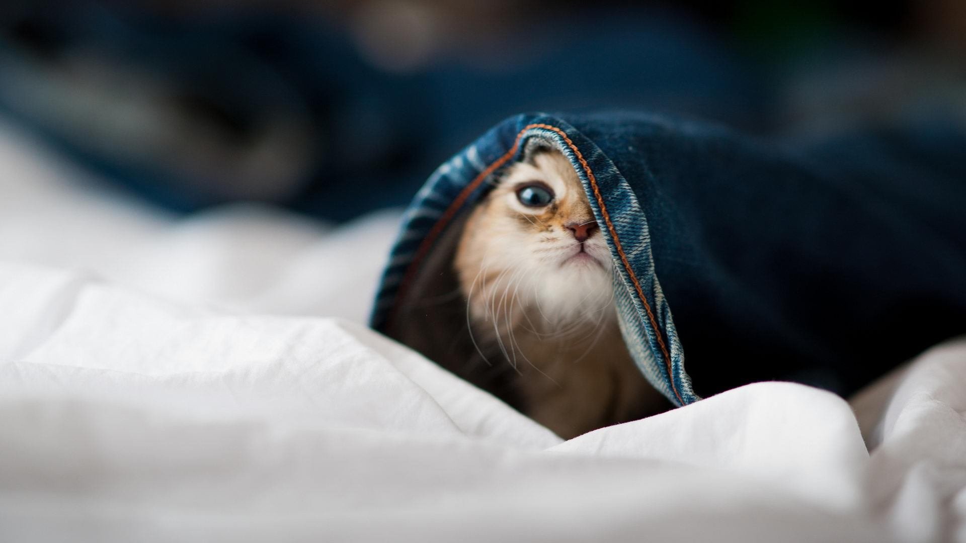 外教更替周期与俱乐部目标脱节