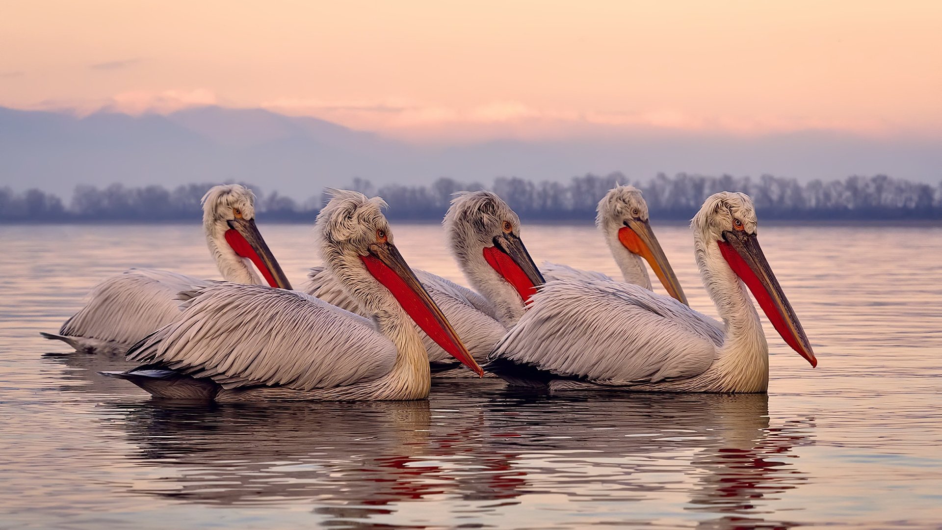 澳大利亚队展望未来:如何缩小与世界强队的差距,澳大利亚队实力