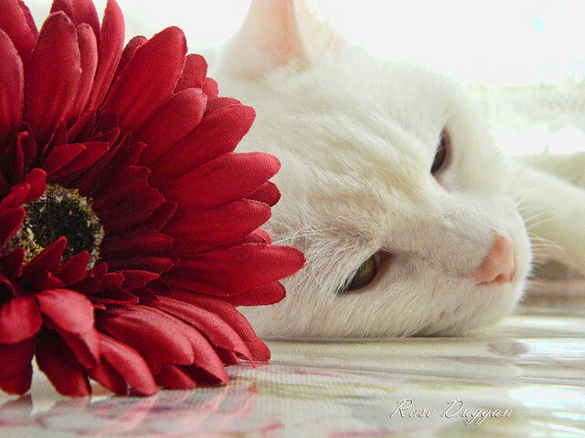 球员在末节防守端的站位选择分析,球员在末节防守端的站位选择分析方法