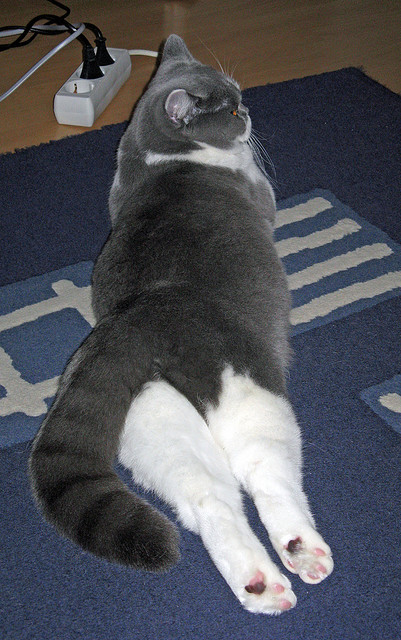 瑞典乒乓球队的战术亮点:快速反应与精准落点,瑞典著名乒乓球有哪些选手