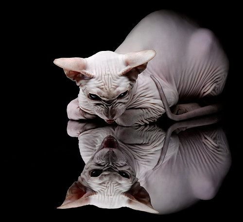 青训体系与职业联赛脱节现象,体育青训体系