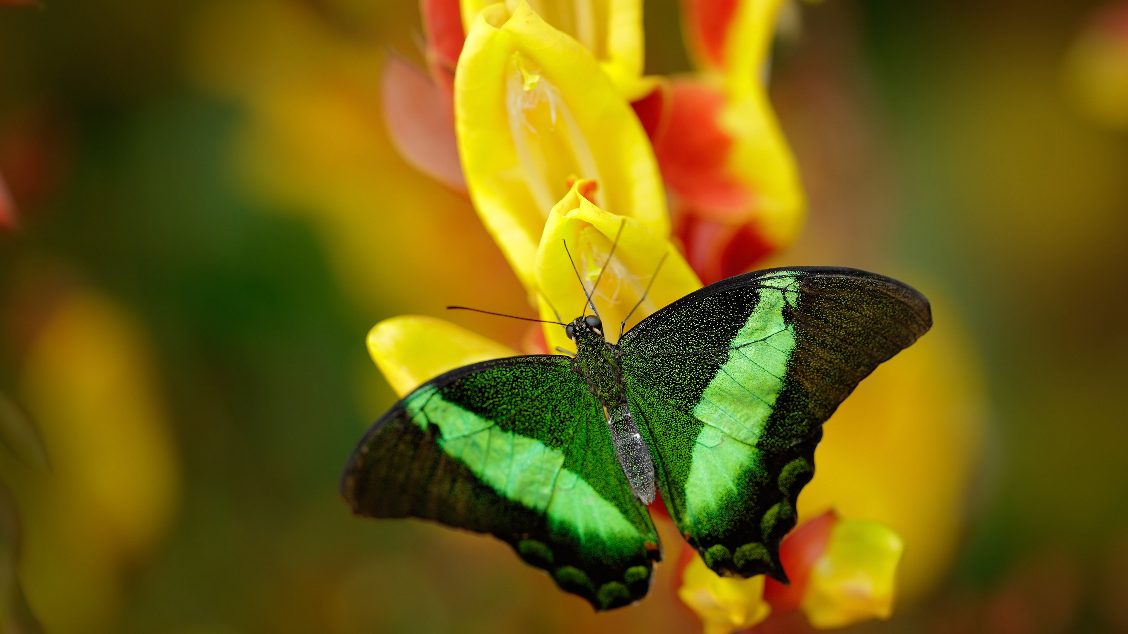 开云体育官网上-奥康纳的迅速反应与突破能力，为袋鼠队带来致命进攻，奥康纳生平