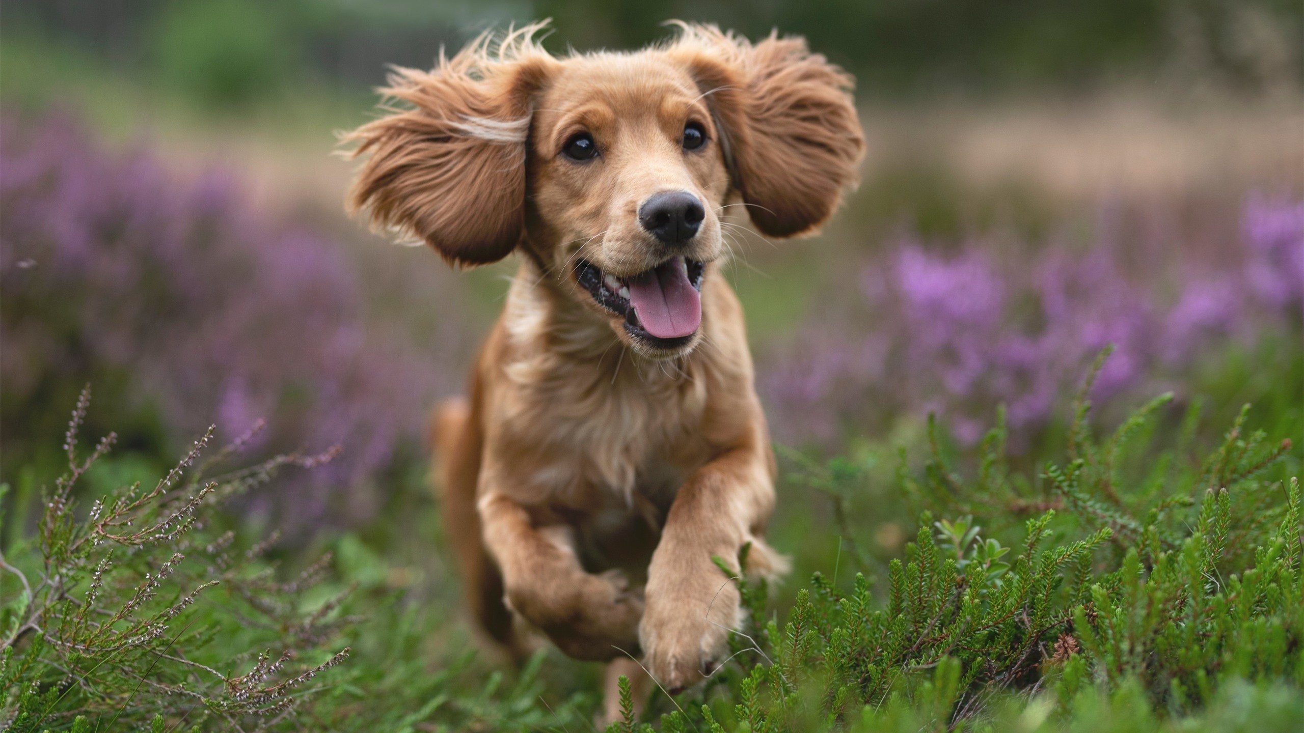 奥康纳的迅速反应与突破能力,为袋鼠队带来致命进攻,奥康纳生平