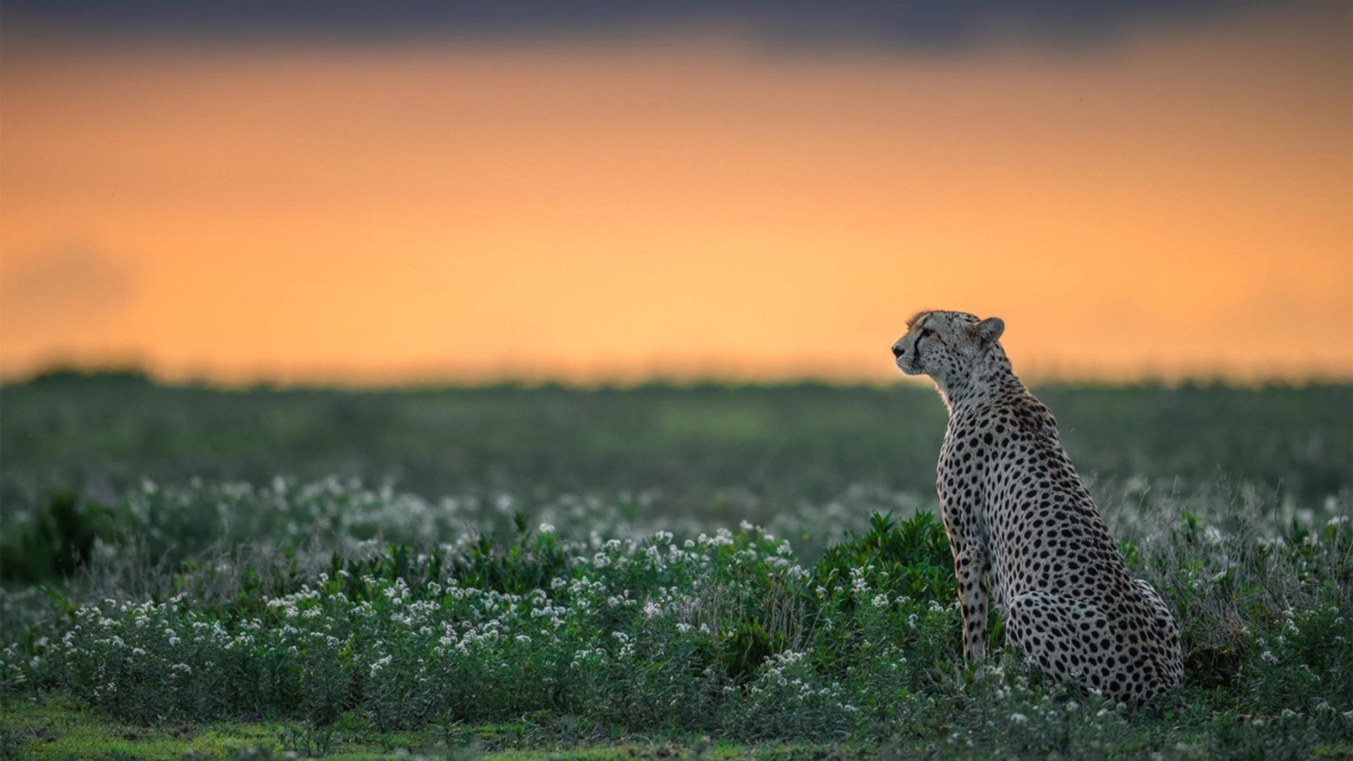 女子篮球职业教练培养制度完善推动联赛成长,女职业篮球运动员标准