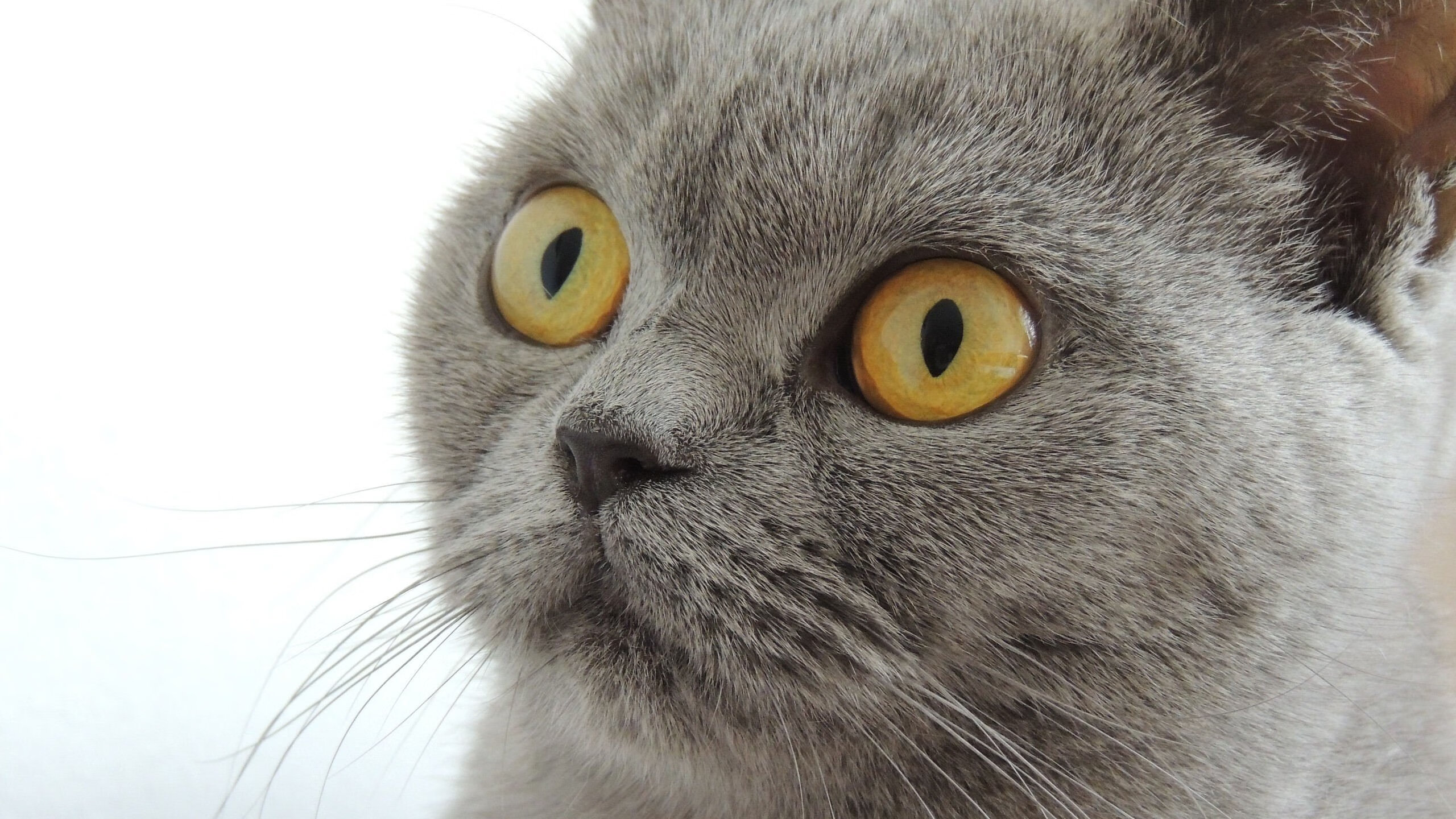 女篮新秀海外试训归来,技战术提升显著,国外女篮