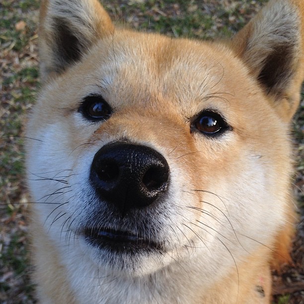 福特:凭借冷静的场上处理球,成为全黑队的节奏控制者,福特qos